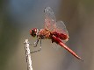 Tramea stenoloba male-3544